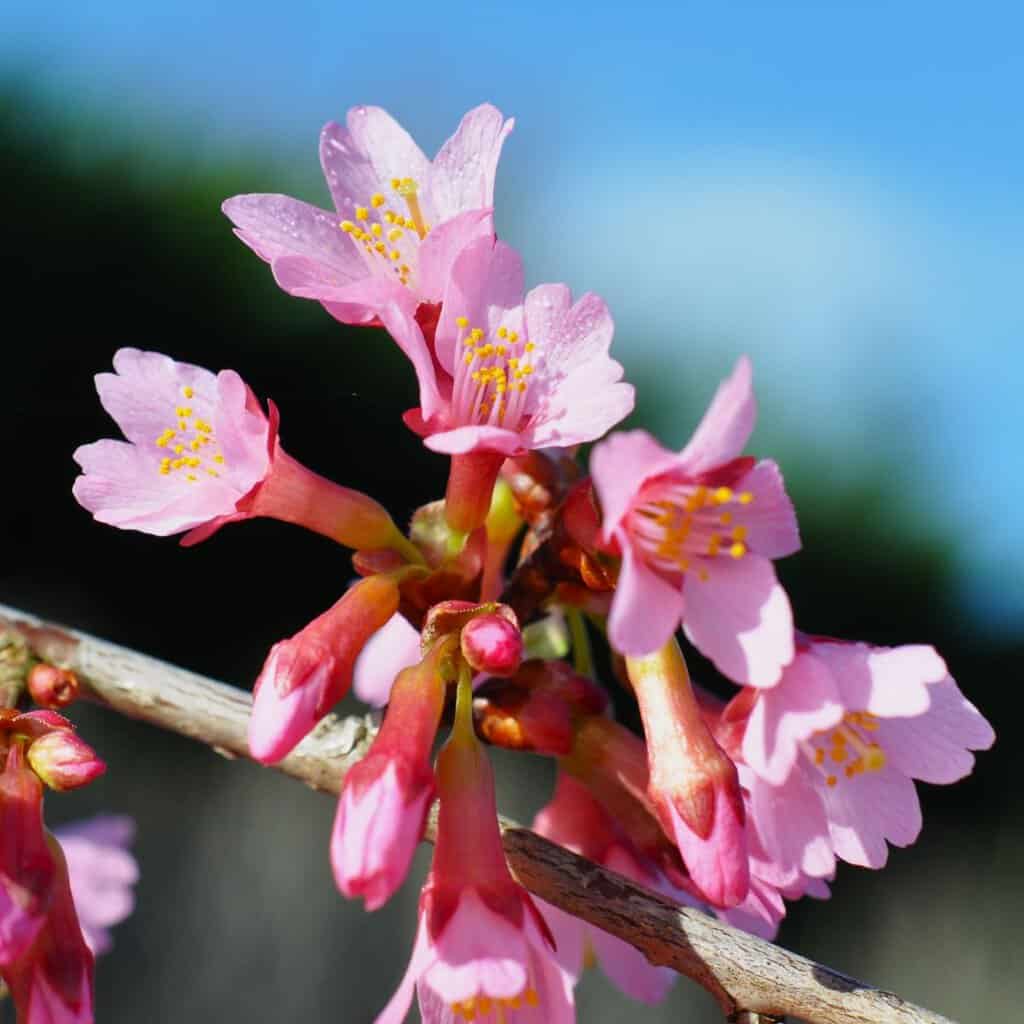 Prunus x subhirtella 'Autumnalis' 12-14 HS
